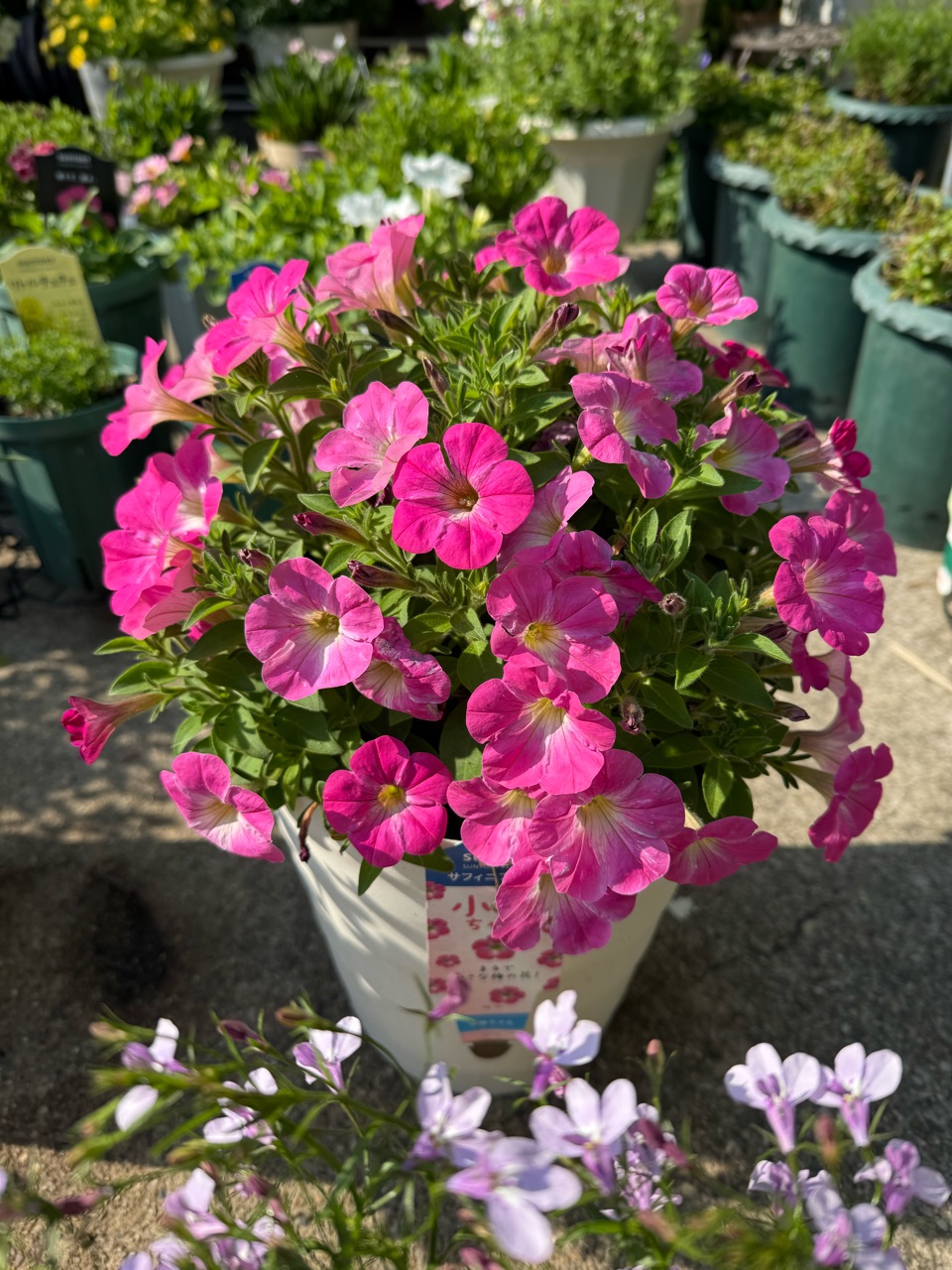 みんなまん丸＾＾冬越のカリブラコア&この春植え付けたサフィニア : の