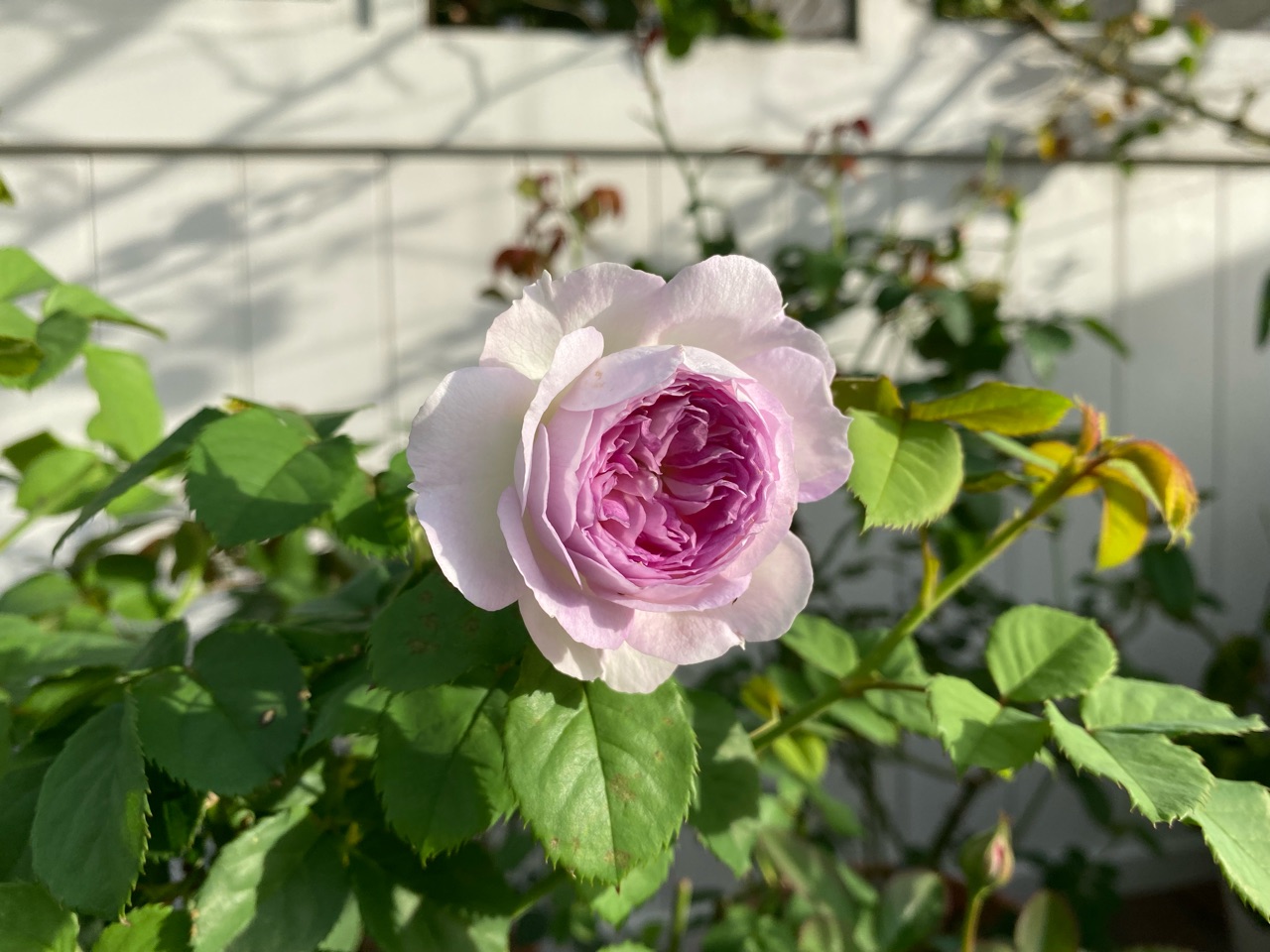 黒点病に強そう 可愛い ブルームーンストーン 悪兄弟 のばらのガーデニングブログ Hana And Rose Garden Powered By ライブドアブログ