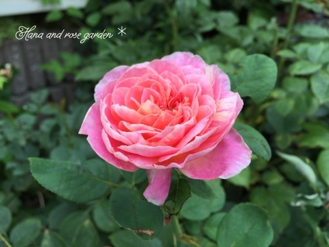 {9F6632B6-F90F-4FE8-8E19-92CCD0268CC1:01}