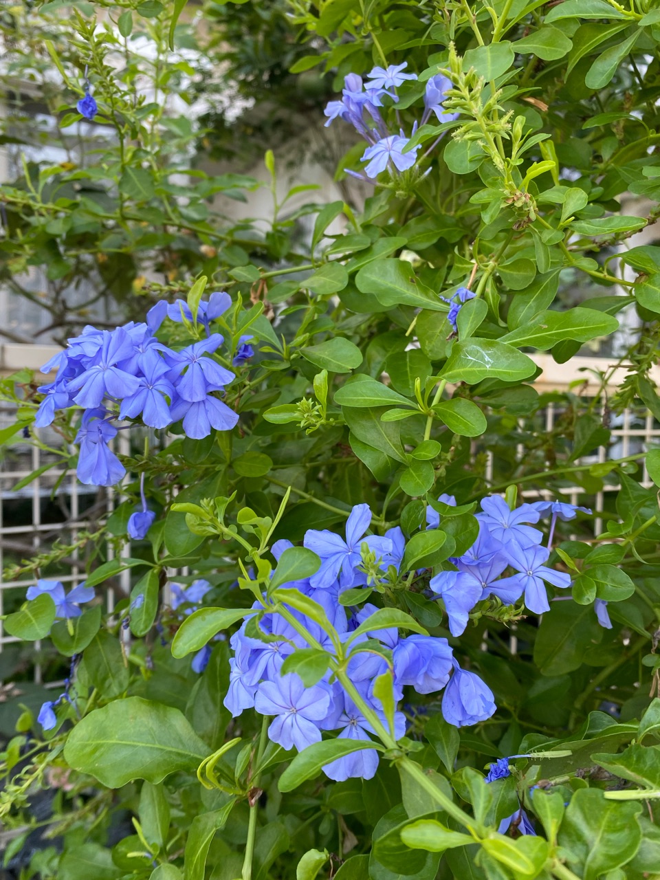 ルリマツリ ブルペンバコ 観葉植物