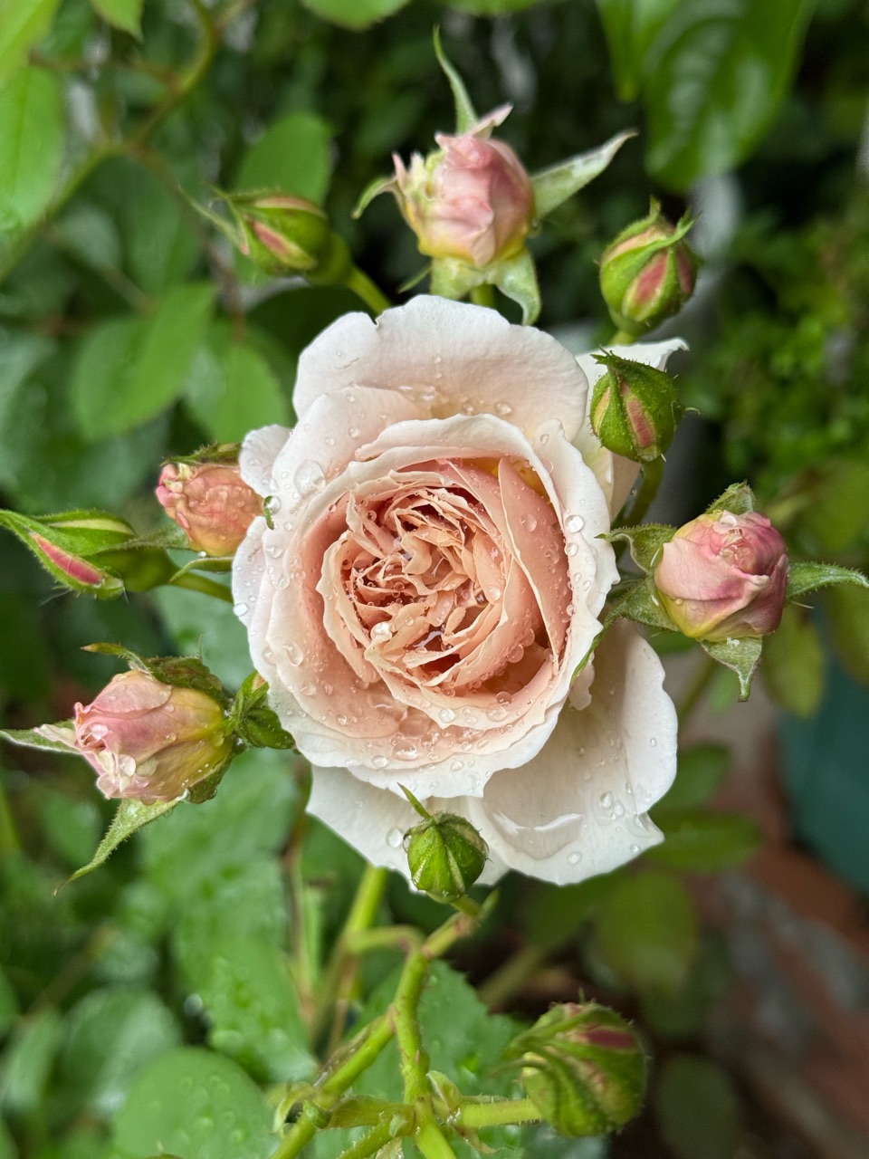 バラ苗　和バラ　いおり バラ苗 和バラ いおり