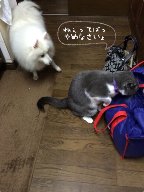 {C7A43056-92A1-48AF-8C9E-19ECBAC727F1:01}