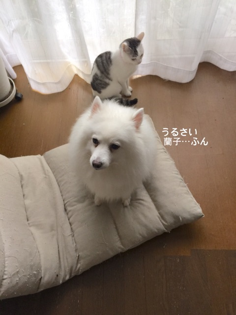 {59F2F1F3-A2AE-4739-B513-CA4BE2F1C0F6}