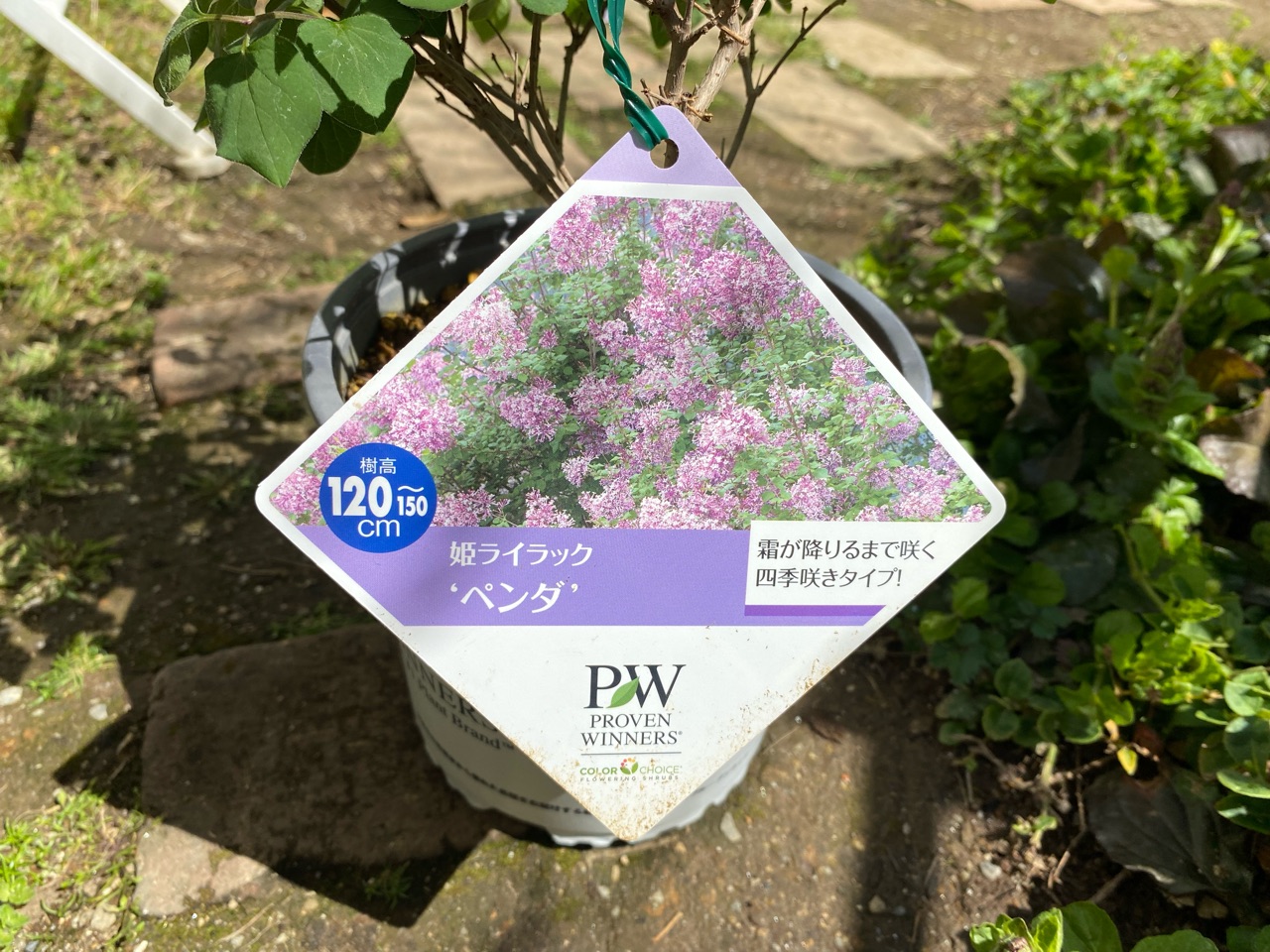 キャンディキャンディの頃から憧れ続けたライラックついに小庭にやって来た のばらのガーデニングブログ Hana And Rose Garden Powered By ライブドアブログ