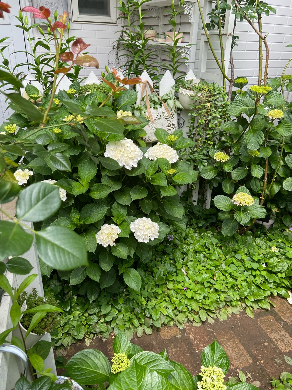 秋色紫陽花 白い小花と紫陽花の三日月リース - メルカリ