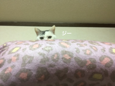 {4423A674-3F19-40AE-8F60-B943E415FF26}