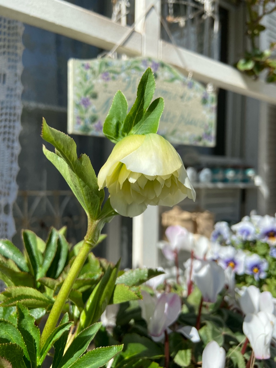 開花を諦めていたクリスマスローズの株に小さく可愛い花が咲き 開花を諦めていたクリスマスローズの株に小さく可愛い花が咲き