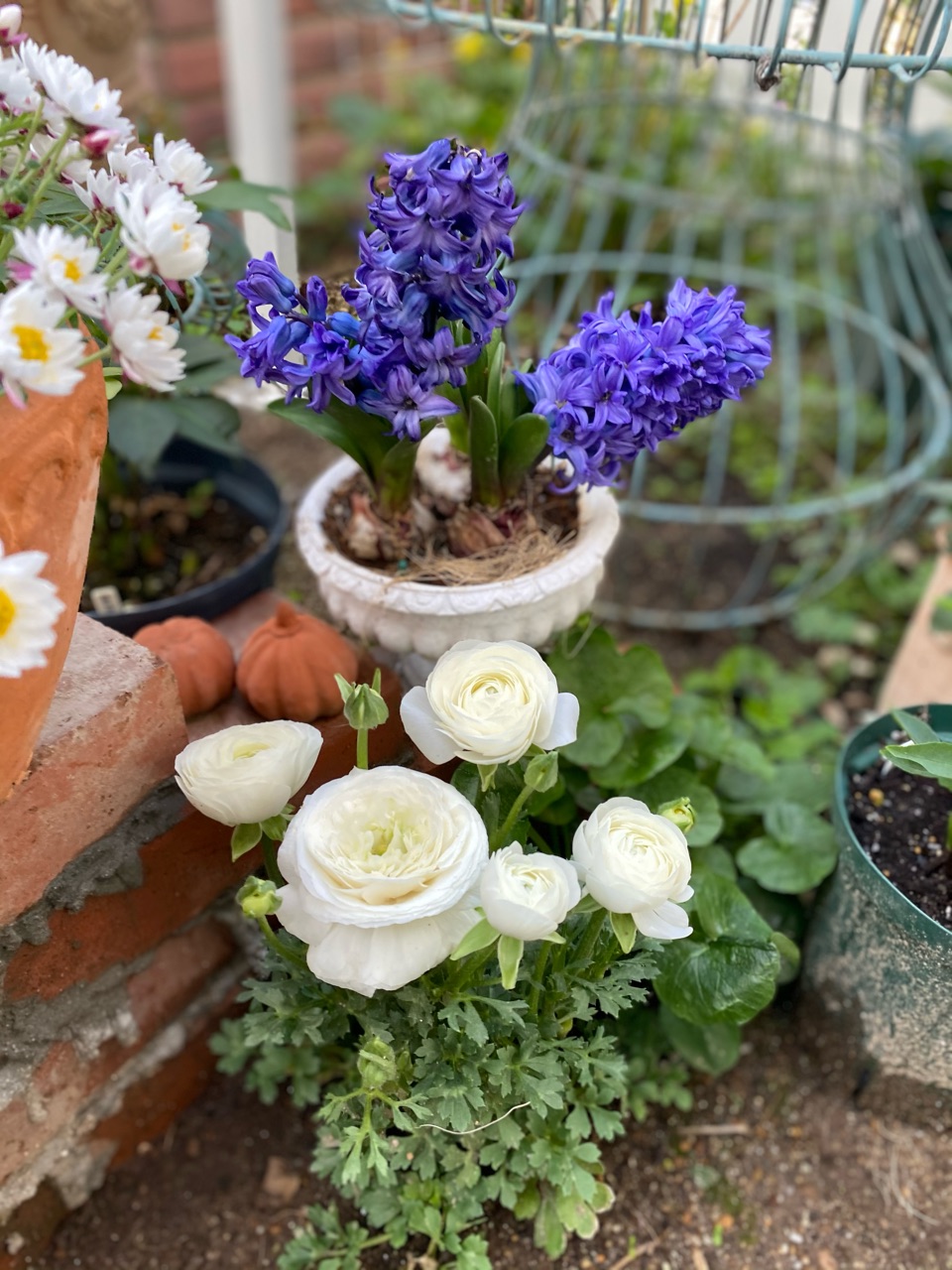 ヒナソウとイオノプシジウム 激かわ ランンキュラス のばらのガーデニングブログ Hana And Rose Garden Powered By ライブドアブログ