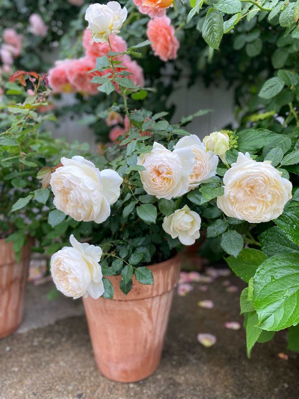 ボレロ パウダースノーのようにふわふわ のばらのガーデニングブログ Hana And Rose Garden Powered By ライブドアブログ