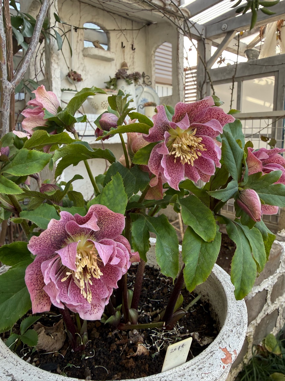 クリスマスローズ次々と開花 : のばらのガーデニングブログ Hana and