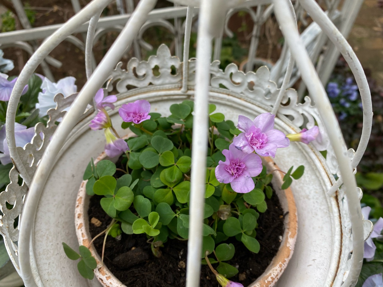 可愛い春の花を迎えて~シルバーリーフのネモフィラ&バラ咲き 可愛い春の花を迎えて~シルバーリーフのネモフィラ&バラ咲き