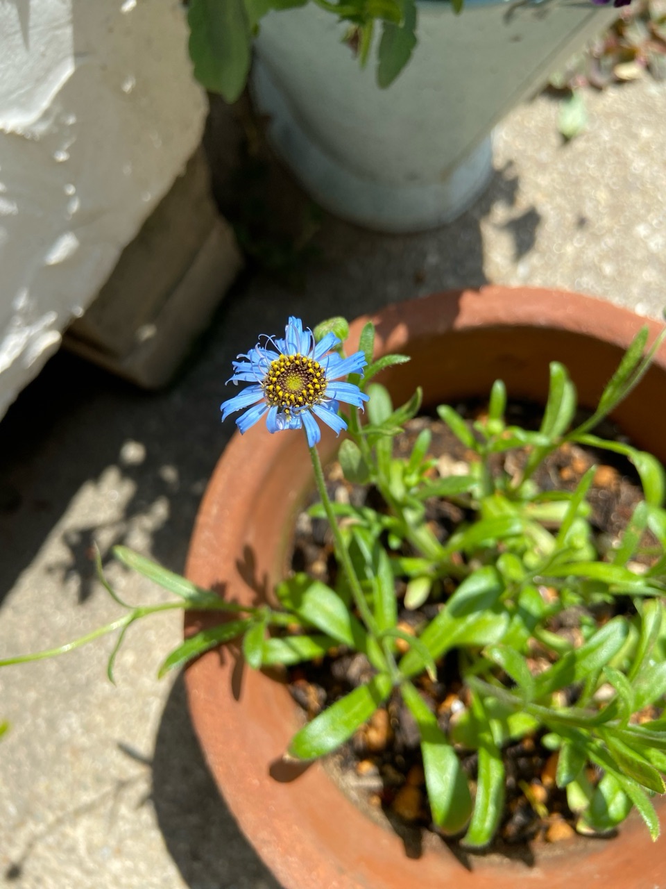 種撒きしたキングフィッシャーデージーとカゴに植える時の工夫 : の