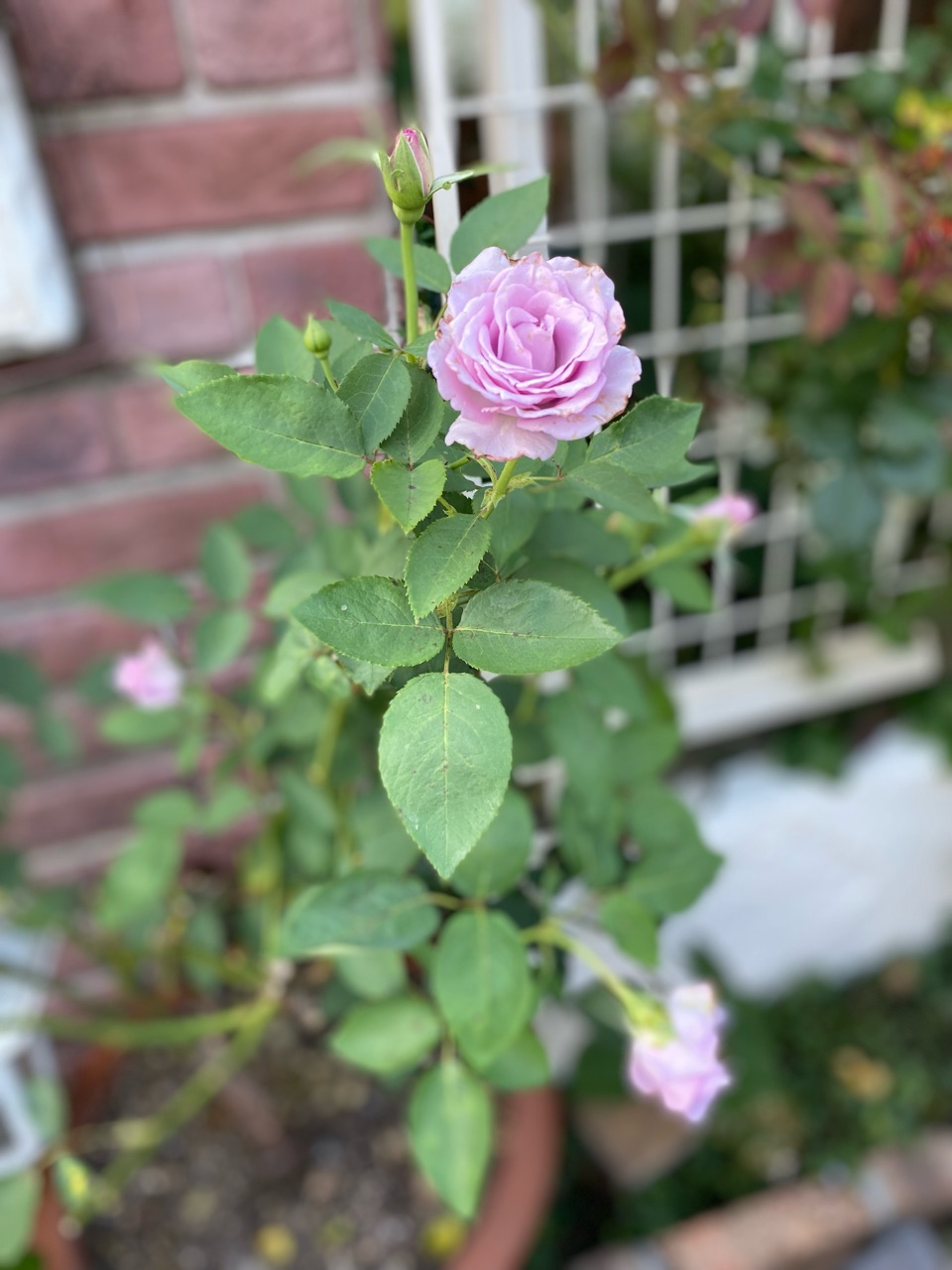 バラとガーデンハウスの色んなこと のばらのガーデニングブログ Hana And Rose Garden Powered By ライブドアブログ