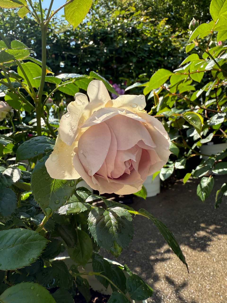 くすみカラーのバラ〝カラーオブジュピター＆ルクソール〟←なんか違う