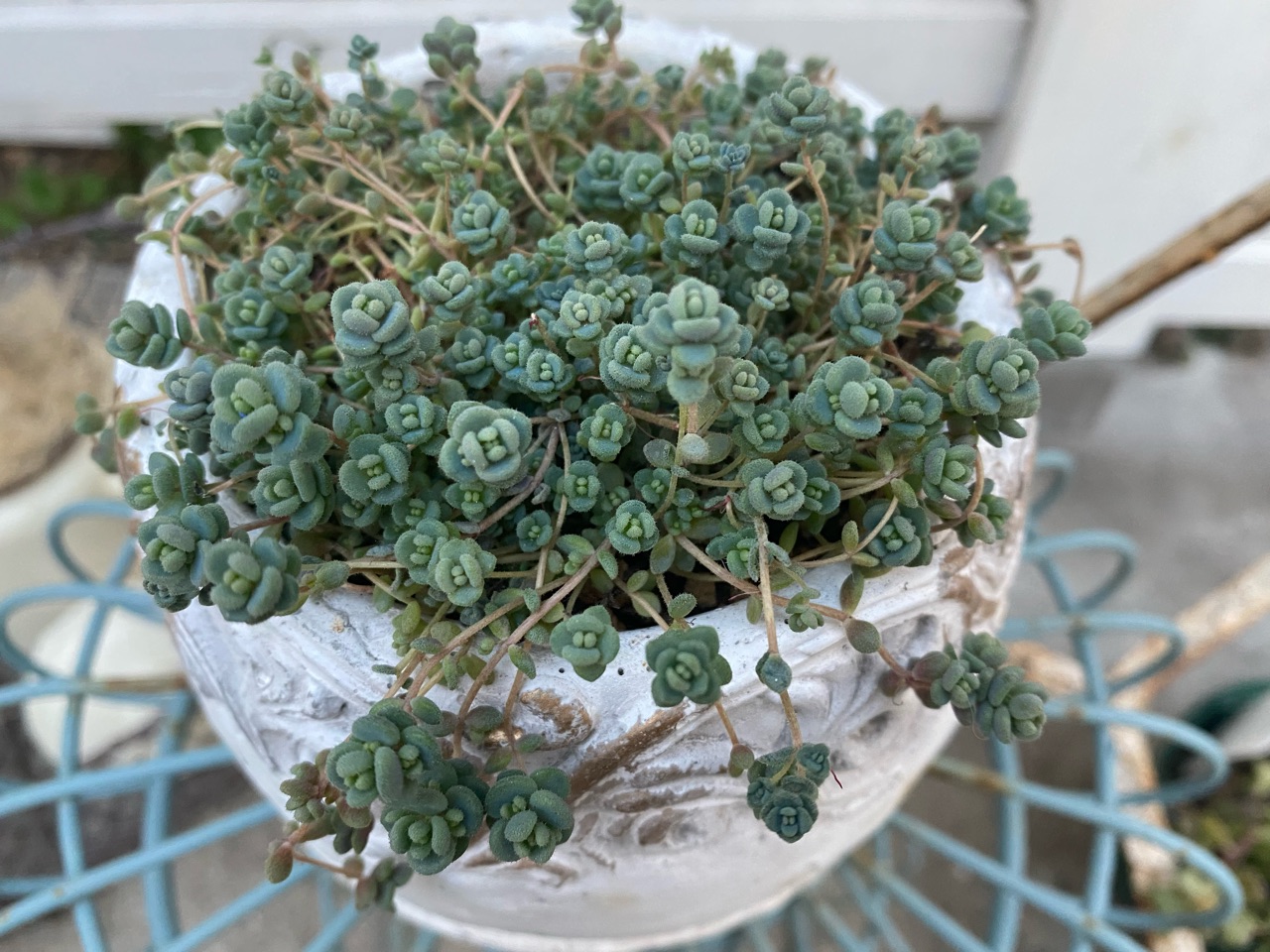 くまこさま ローズセダム 4 可愛 太陽 花 くまこさま ローズセダム 4