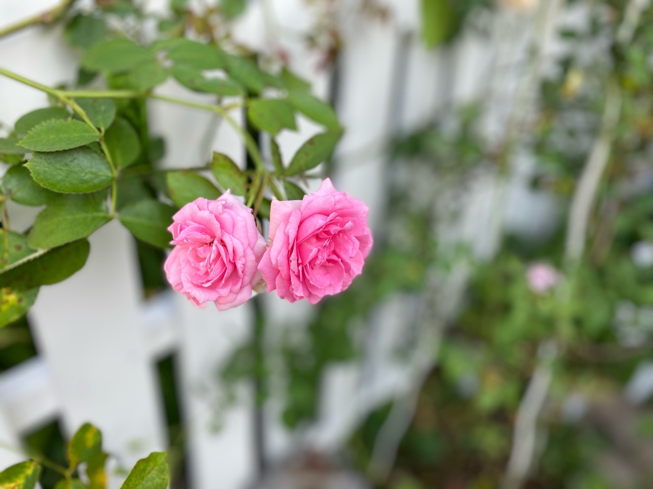 黒いトンボと黒点病 それぞれの場所 のばらのガーデニングブログ Hana And Rose Garden Powered By ライブドアブログ