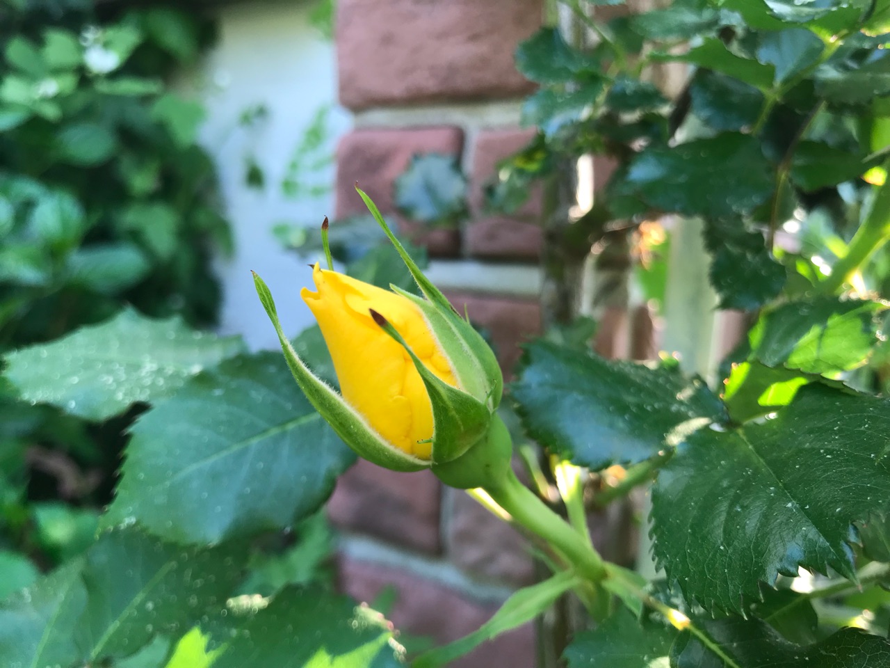 半日陰でも咲く花part2 黄色いバラを咲かせます のばらのガーデニングブログ Hana And Rose Garden Powered By ライブドアブログ