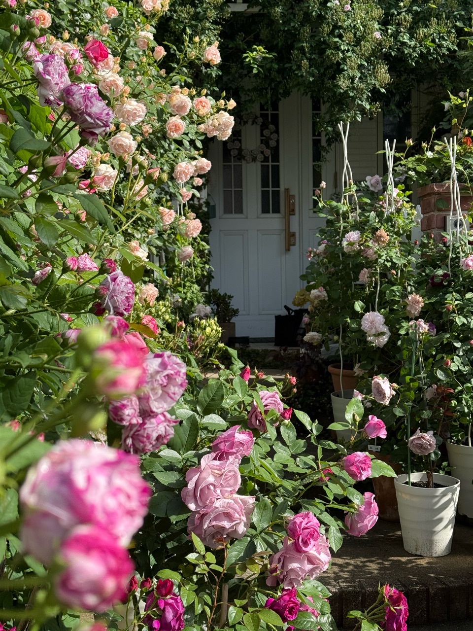 小さな壁面のつるバラたち〜バリエガータディボローニャ、ルポール