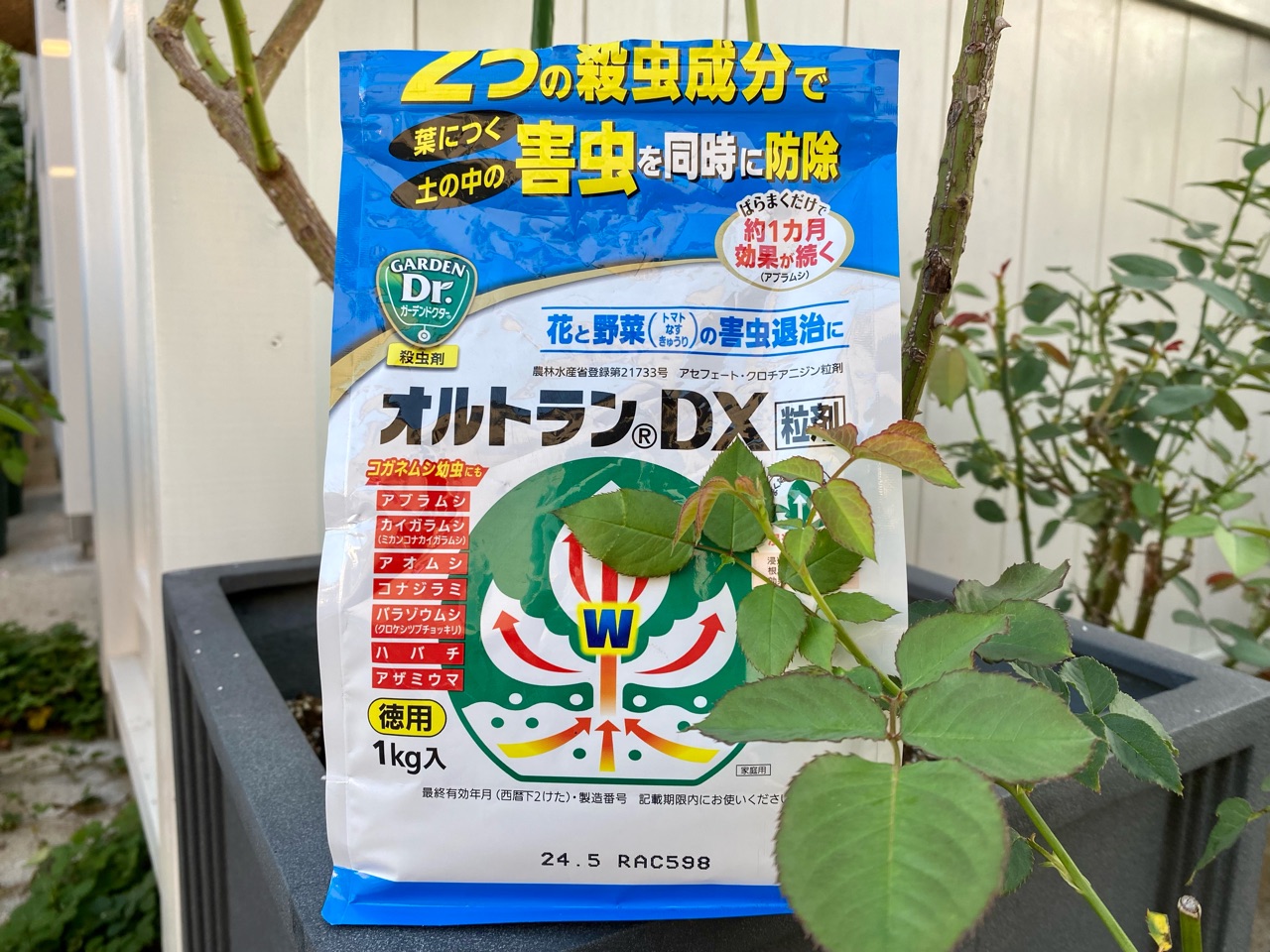 バラの蕾を食べる虫 やられた 時の応急処置 のばらのガーデニングブログ Hana And Rose Garden Powered By ライブドアブログ バラの蕾を食べる虫 やられた 時の応急処置 のばらのガーデニングブログ Hana And Rose Garden Powered By ライブドアブログ