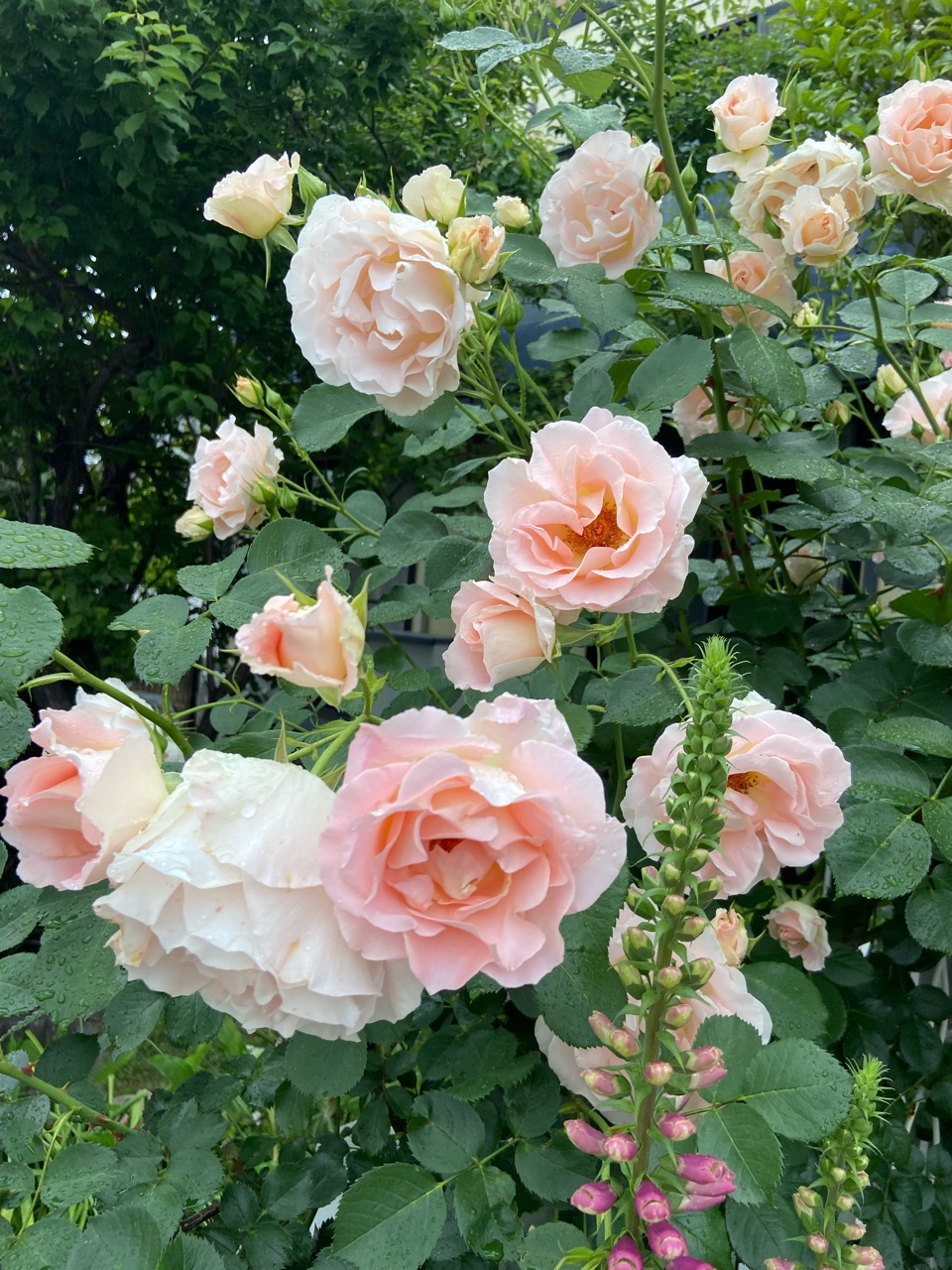 早咲きのツルバラ4回目の春を迎えた“ロココ”の成長 : のばらの