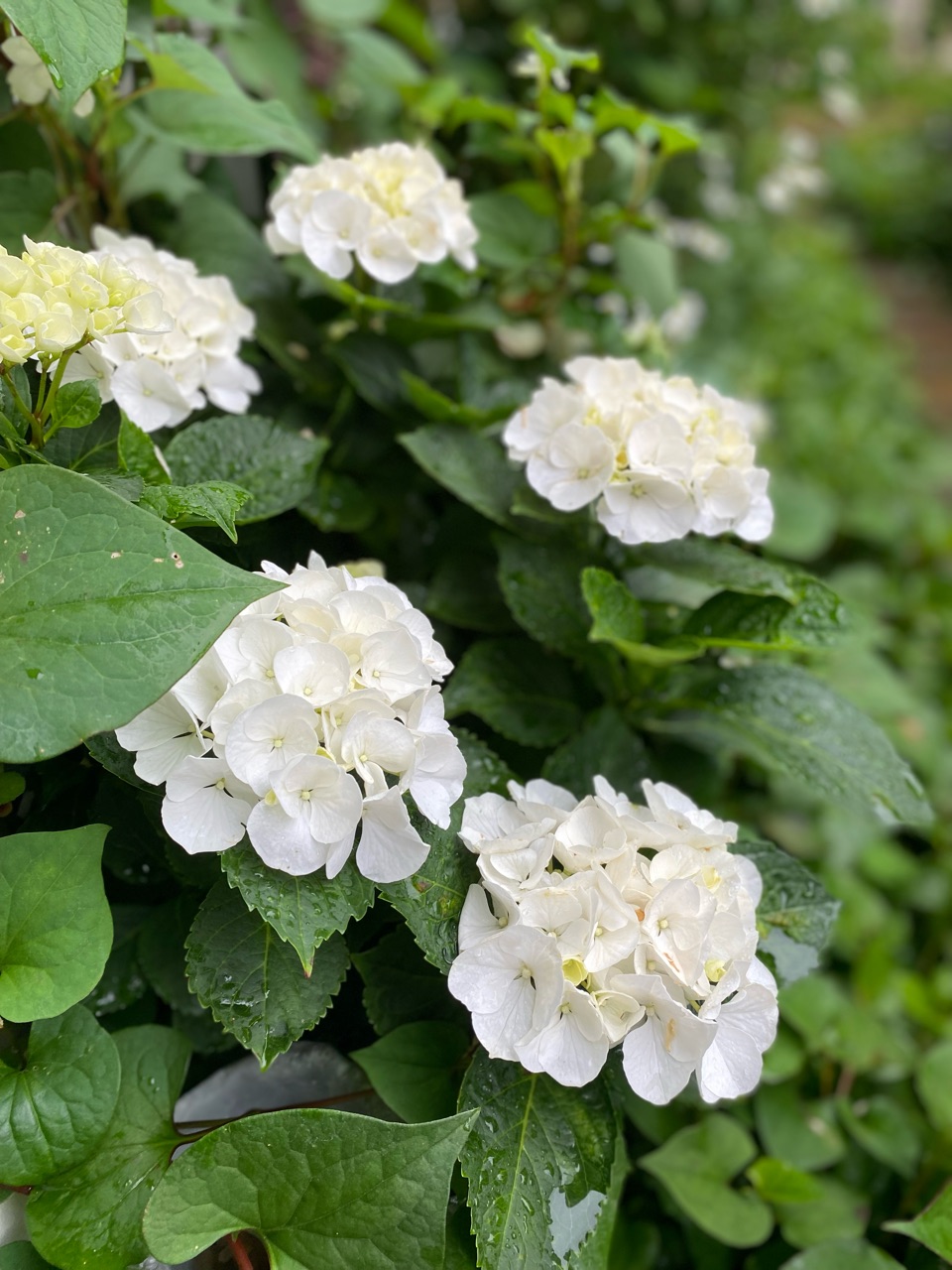 紫陽花 実はシェードガーデン 日陰 向き 半日陰の方が綺麗に咲く貴重な花 のばらのガーデニングブログ Hana And Rose Garden Powered By ライブドアブログ