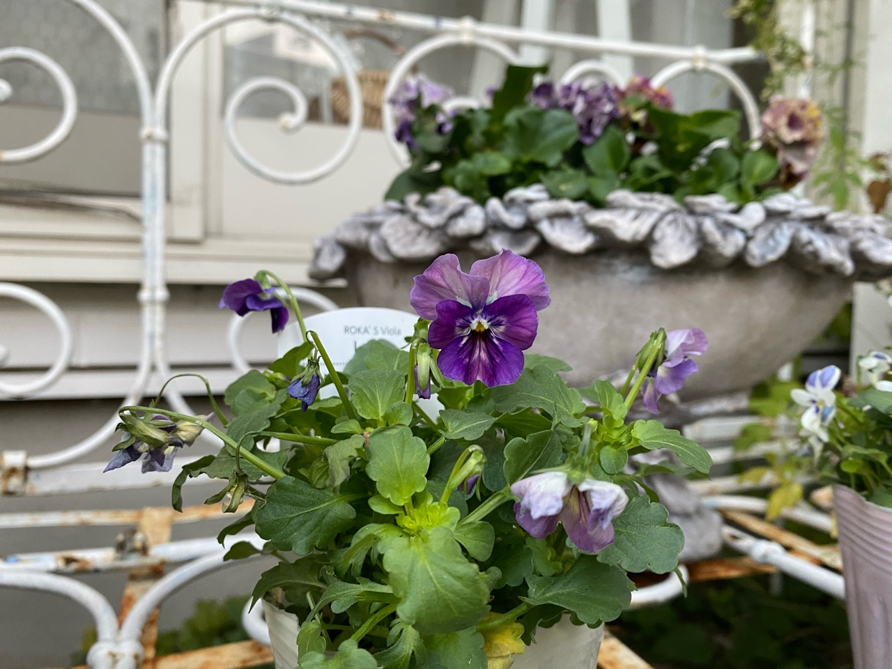 ビオラ・レディ＆碧いうさぎ｜朝陽とルージュピエール : のばらの