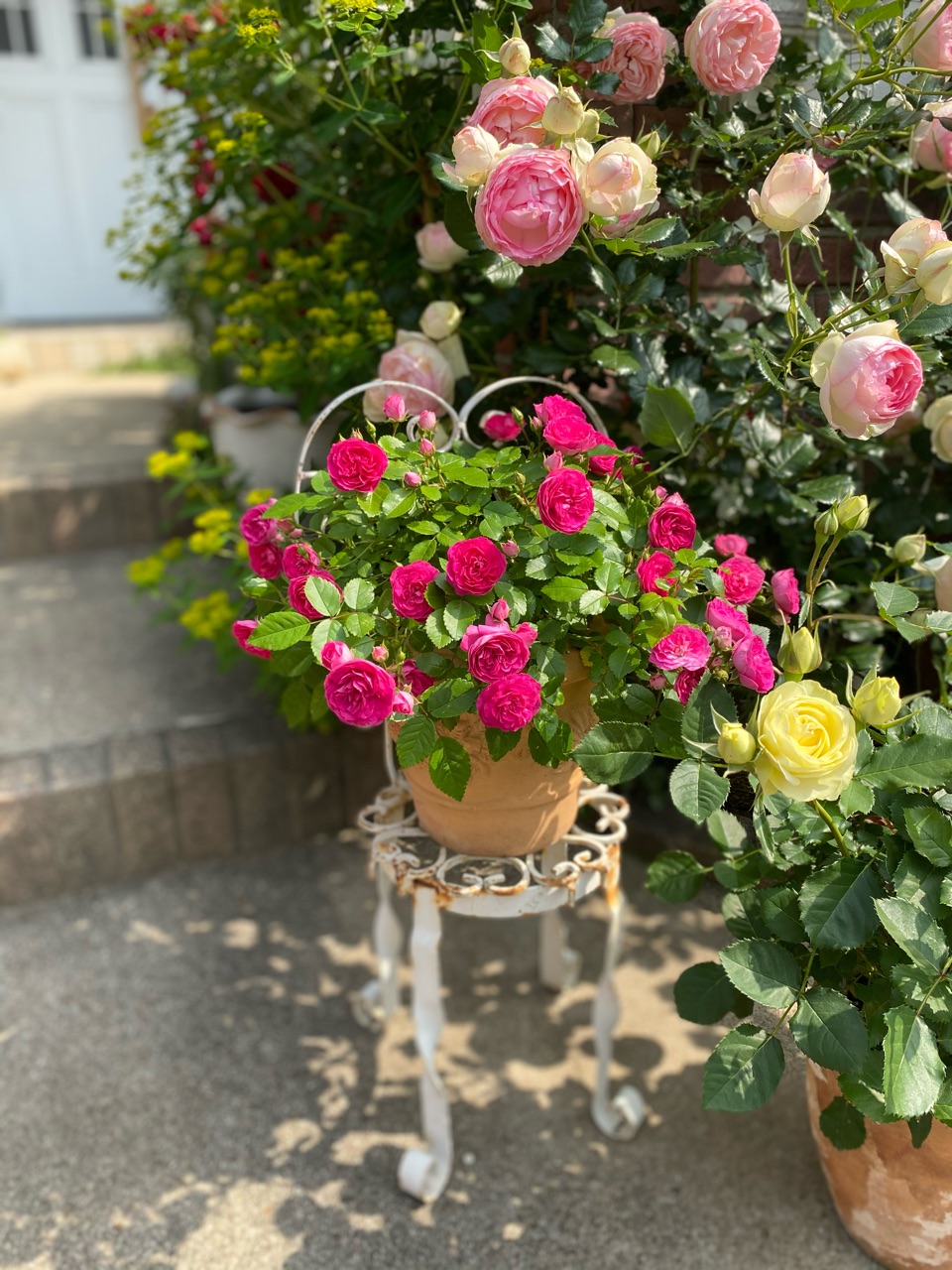 ピンクグリーンアイスがめちゃんこ可愛い のばらのガーデニングブログ Hana And Rose Garden Powered By ライブドアブログ