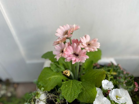 華やかな夏の寄せ植え・完成です♡＊you＊garden＊の大人ピンク