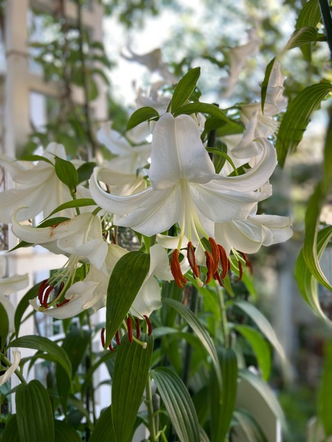 カサブランカ最後のツボミも開花|小庭に茂るリーフ : のばらの
