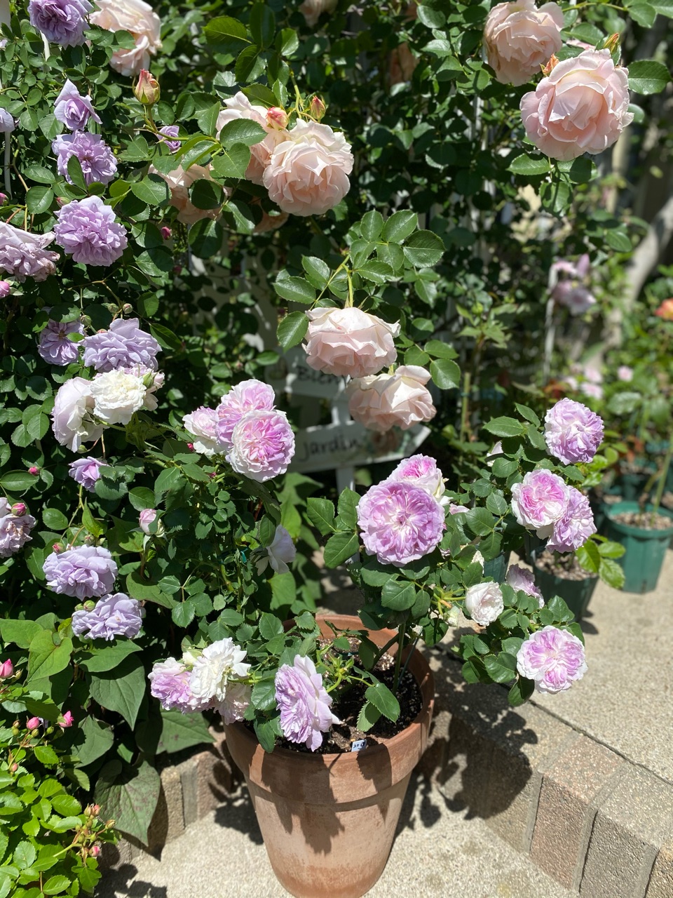 うっとりブルーローズ～レイニーブルー&ブルームーンストーン～ : の