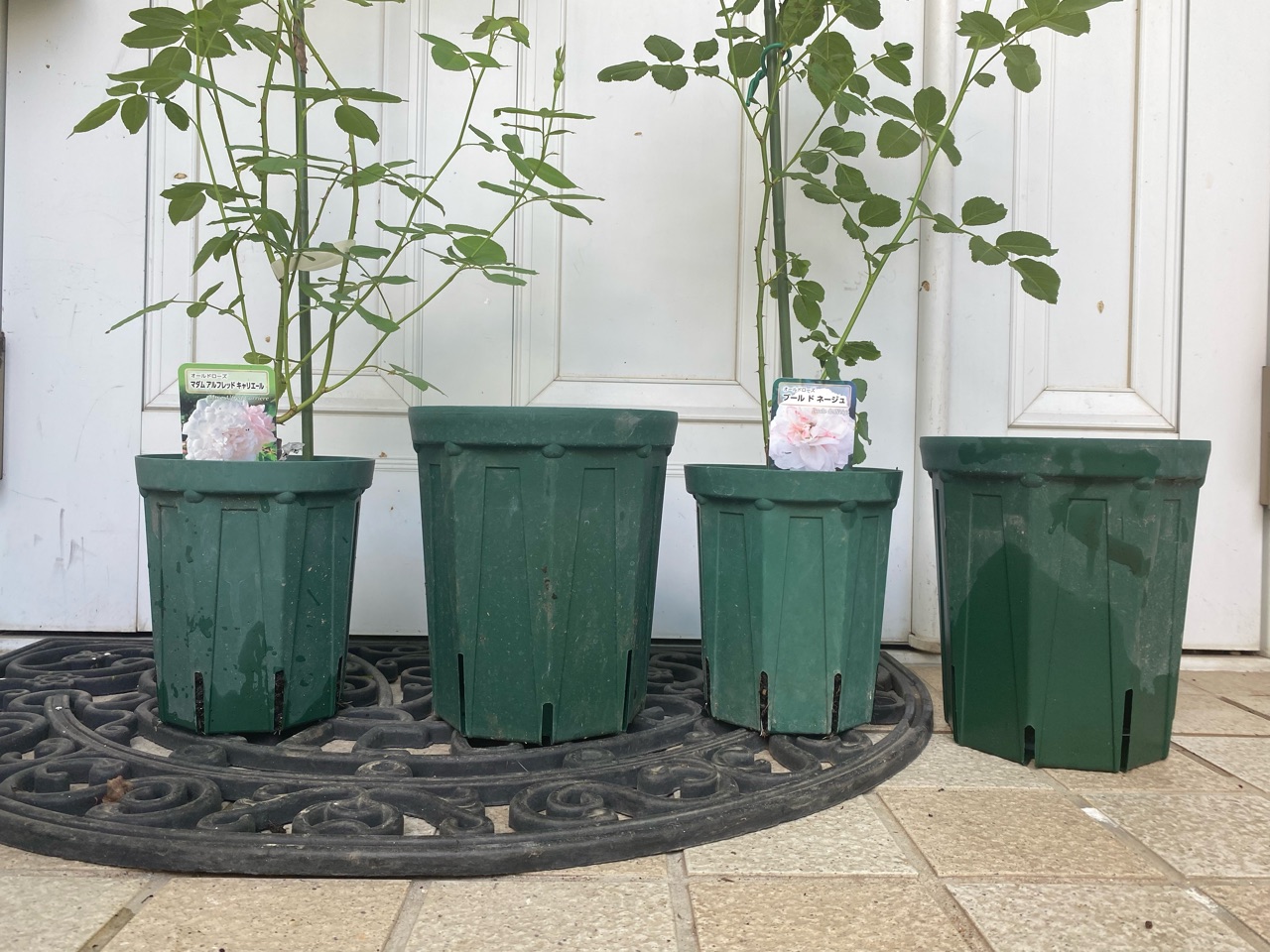 バラ新苗】の鉢増しと植え方 : のばらのガーデニングブログ Hana and