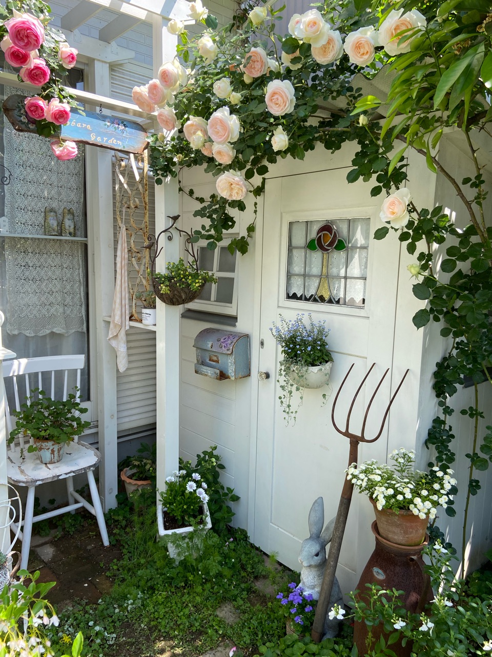 ベビーピンクのバラの花