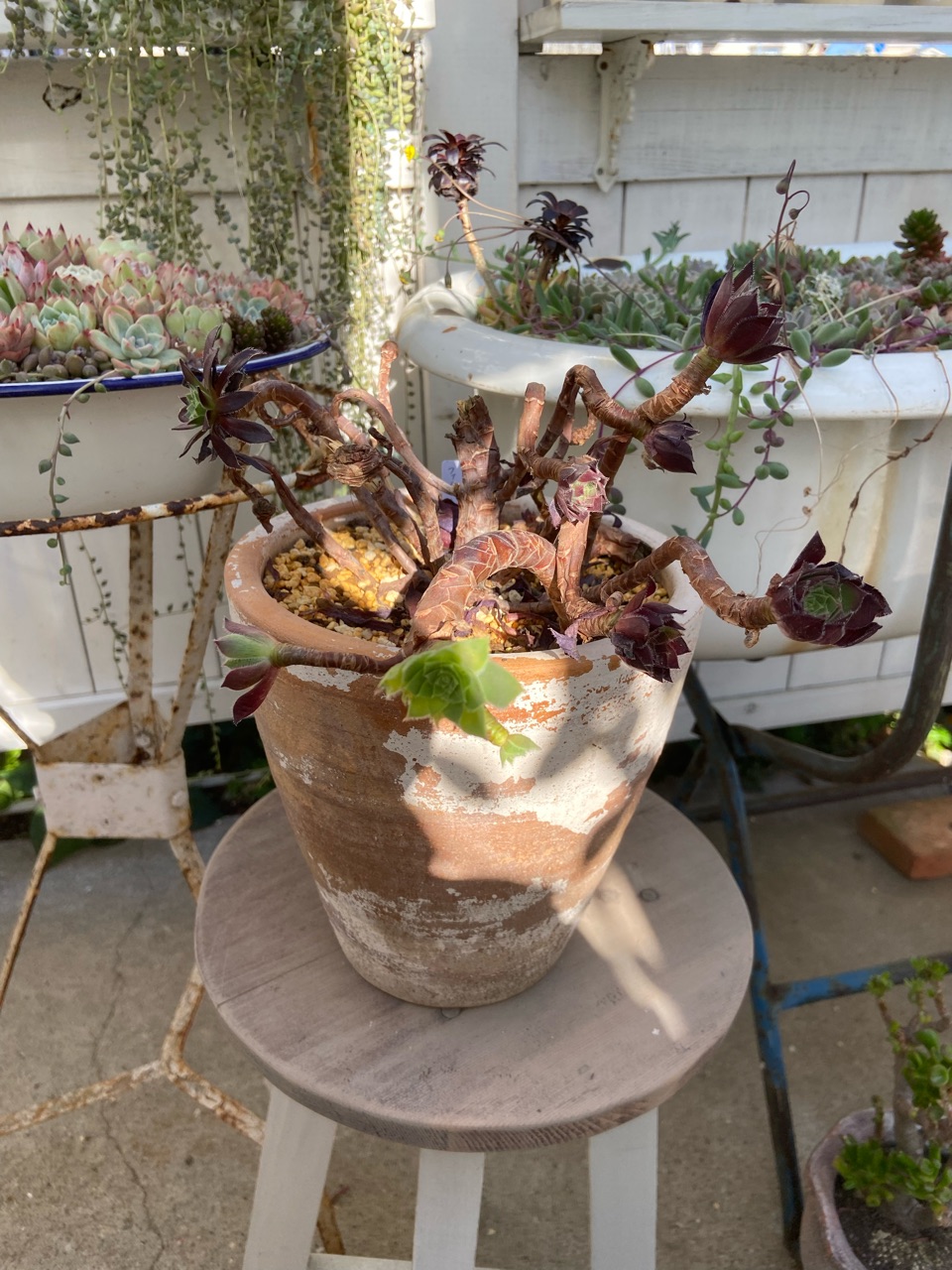 一番大事なアエオニウムが腐りました（涙→解体→挿し木 : のばらの