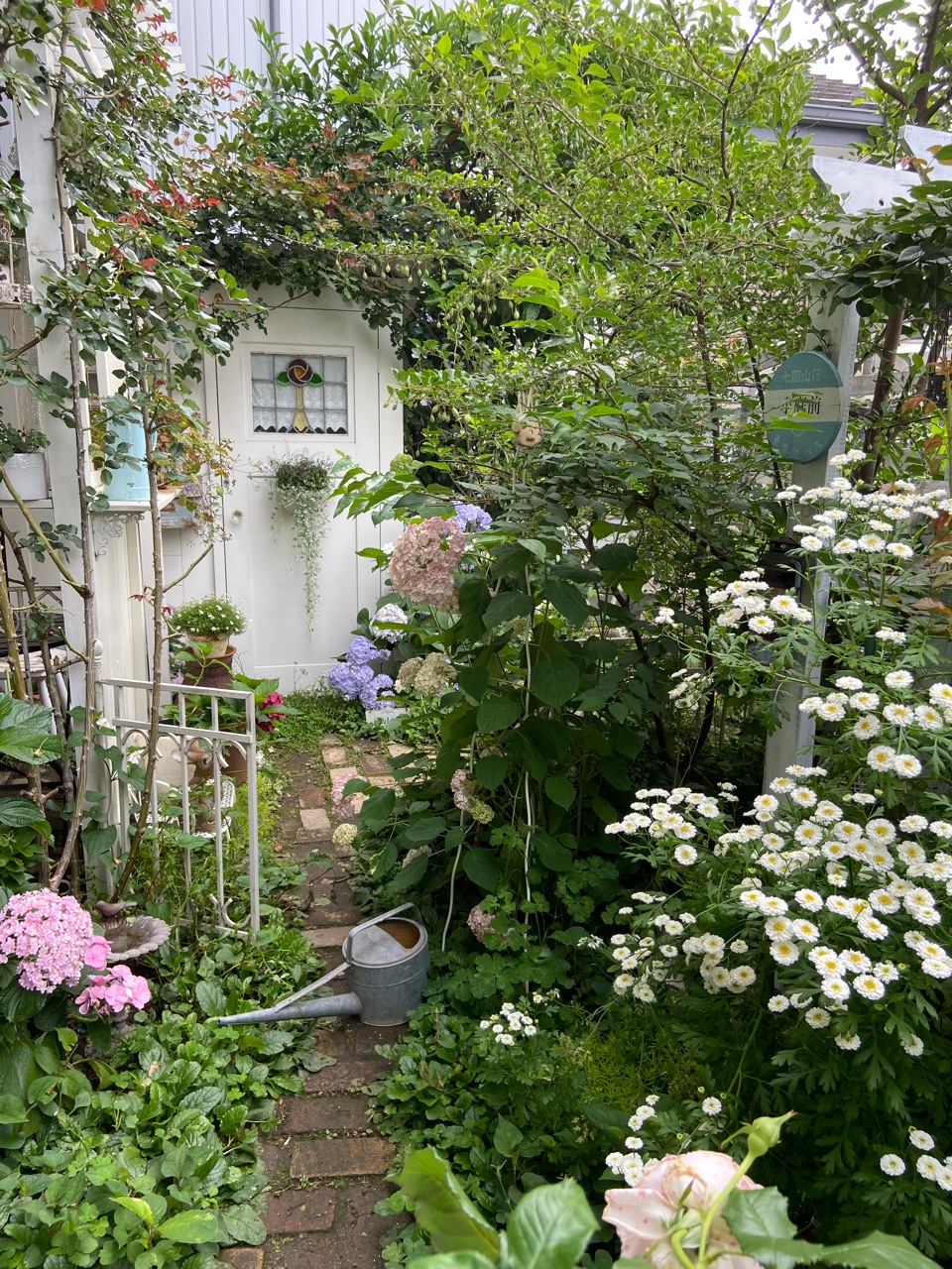 紫陽花〝万華鏡〟の美しさと満開の〝マトカリア〟 : のばらの