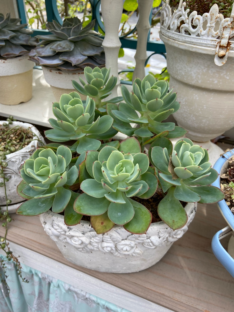 さ401 植木鉢 荒れ果てた今現在の私の庭|初めてのデーサービス : さ401 植木鉢 荒れ果てた今現在の私の庭|初めてのデーサービス :