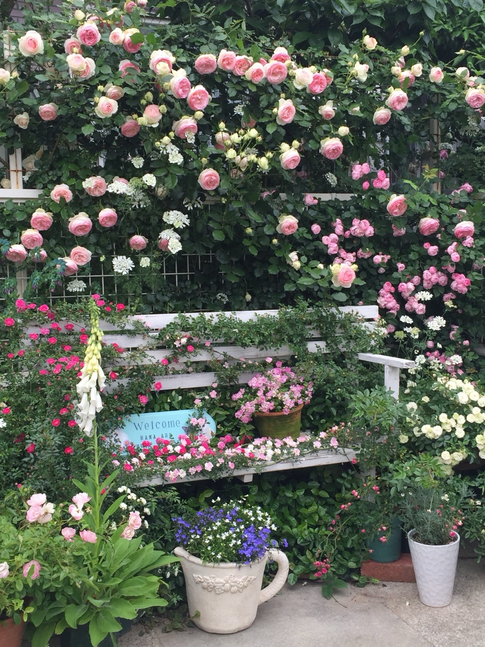 札付き　春うらら×メキシコローズ　ぱんちゃん札　トロピカルガーデン mqdefault.jpg