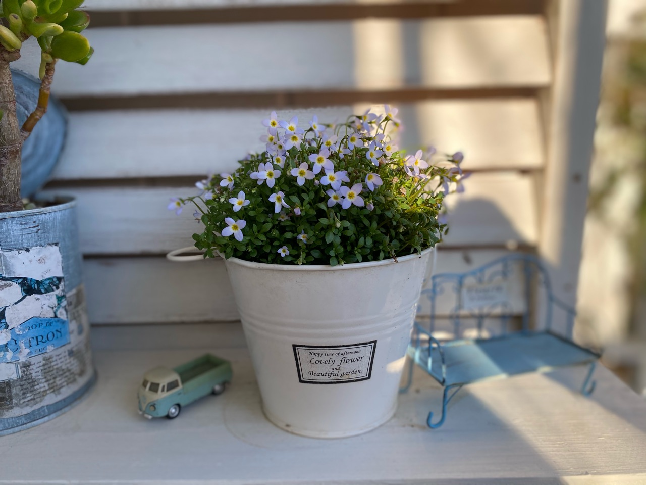 ヒナソウとイオノプシジウム 激かわ ランンキュラス のばらのガーデニングブログ Hana And Rose Garden Powered By ライブドアブログ