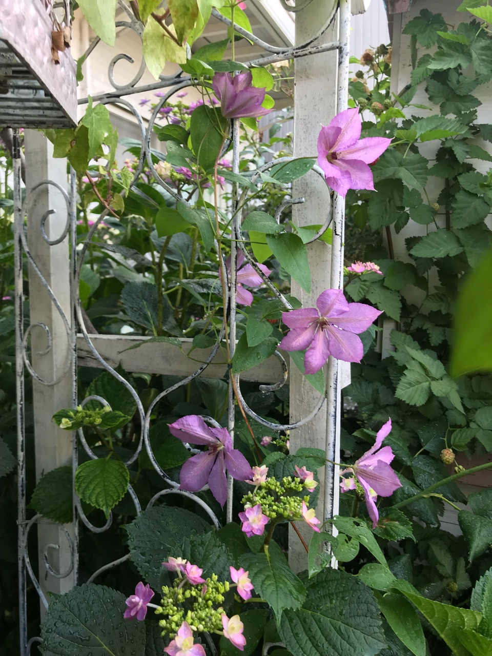 綺麗な半 日陰 花 最高の花の画像