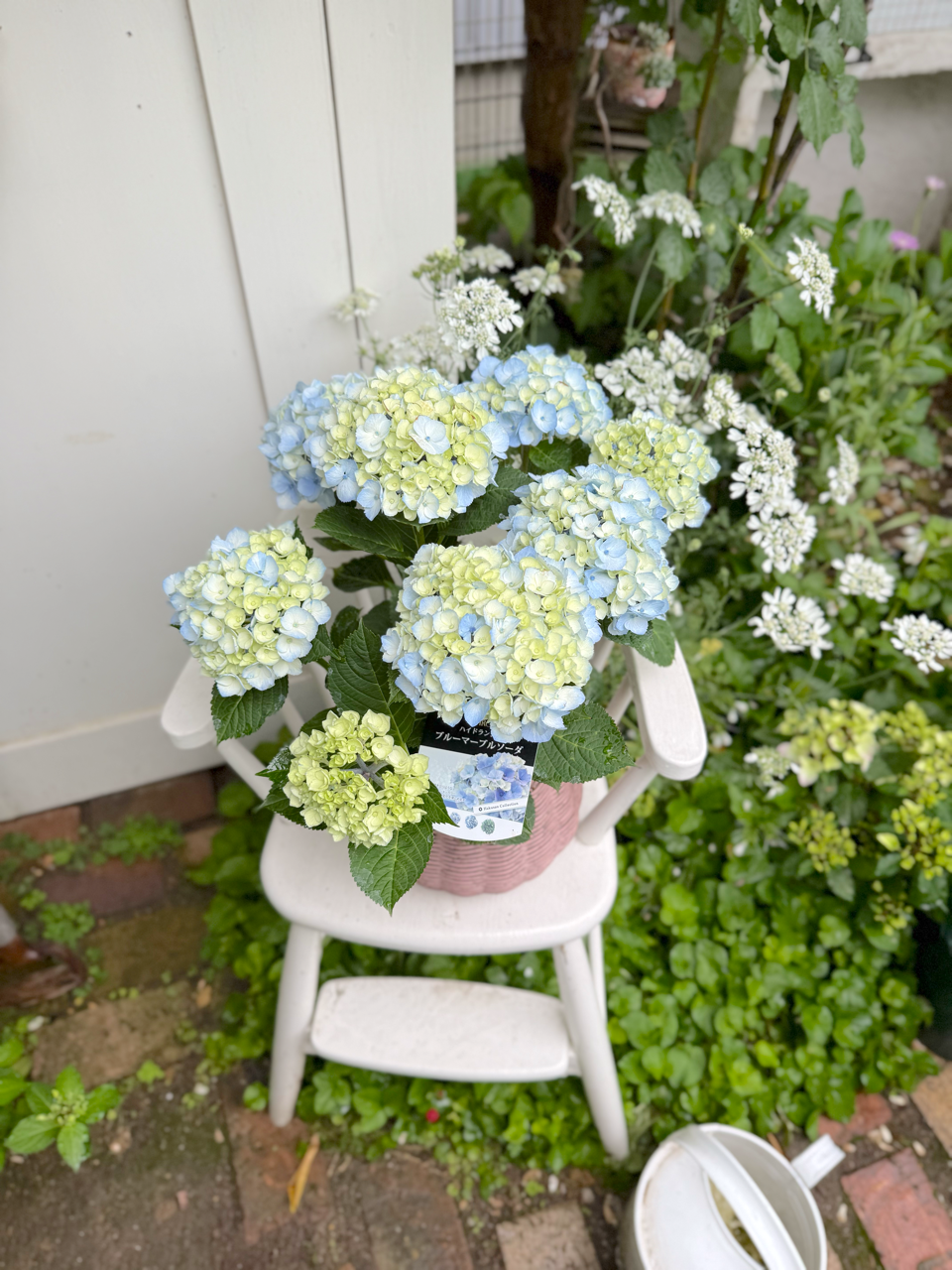 紫陽花ブルーマーブルソーダとブランピエールドゥロンサール咲き始め