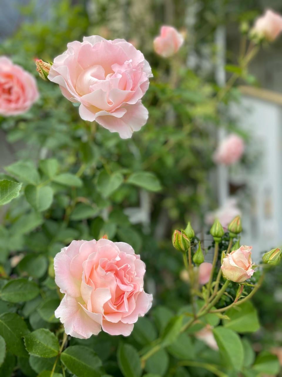 ロココがあまりにも美しくて のばらのガーデニングブログ Hana And Rose Garden Powered By ライブドアブログ ロココがあまりにも美しくて のばらのガーデニングブログ Hana And Rose Garden Powered By ライブドアブログ