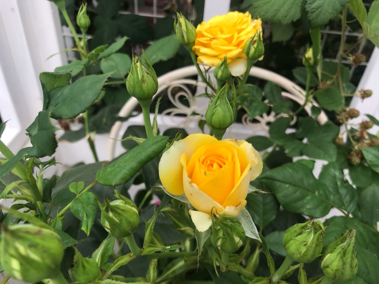 バラゾウムシ出現 ローズフォーエバーは綺麗に咲き始めたけど のばらのガーデニングブログ Hana And Rose Garden Powered By ライブドアブログ