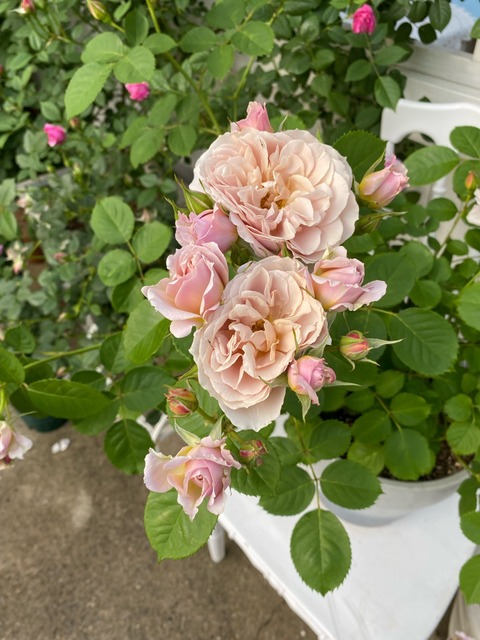 バラ苗いおり 和バラ苗