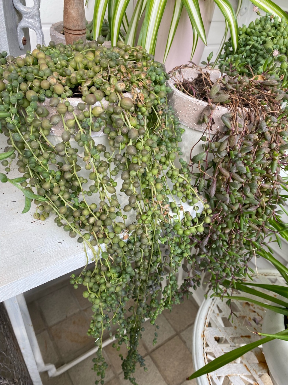 多肉が虫にかじられた それとも葉焼け 対処法は のばらのガーデニングブログ Hana And Rose Garden Powered By ライブドアブログ