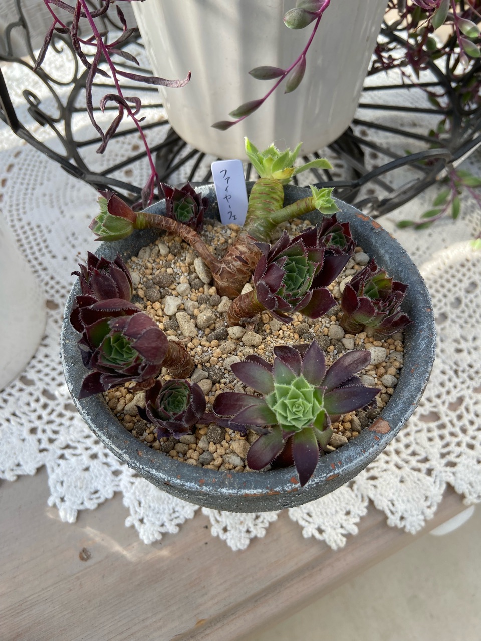 一番大事なアエオニウムが腐りました（涙→解体→挿し木 : のばらの