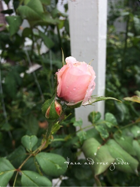 {67A38C42-D258-4CCD-854A-A664F702537D:01}