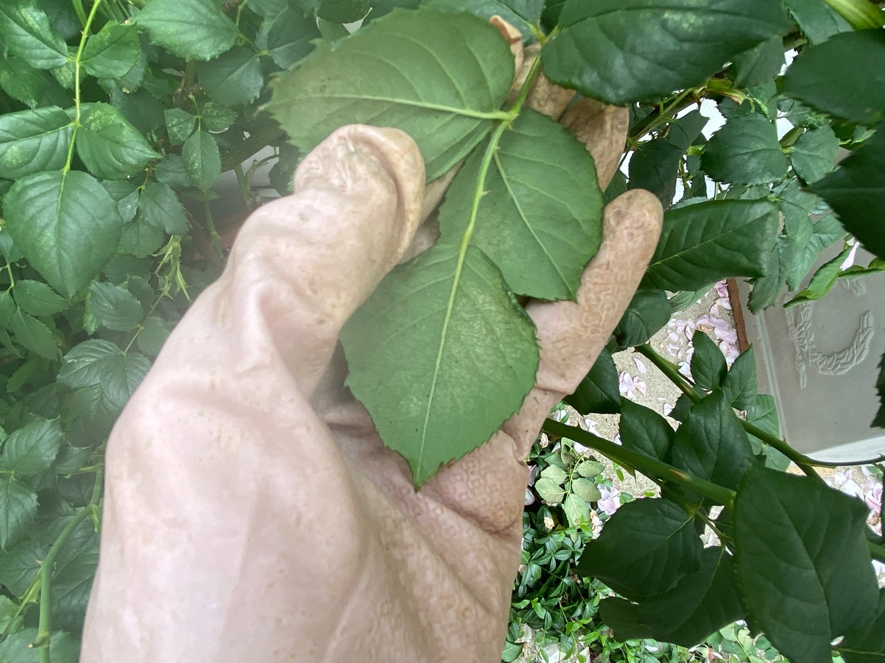 バラ 一旦リセット病害虫を見つけ対応した薬を施す 静かに咲かせる時 のばらのガーデニングブログ Hana And Rose Garden Powered By ライブドアブログ