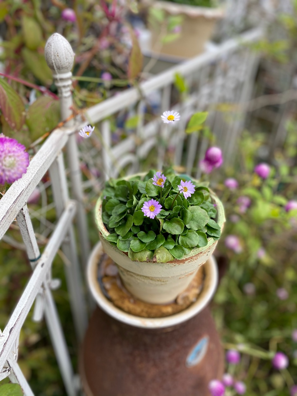 無農薬(ᵔᴥᵔ)♡♡挿し穂♡可愛いお庭♡ガーデニング♡ 小さなお庭を彩る魔法「かわいい秋の寄せ植え」 少しの愛情でぐっと