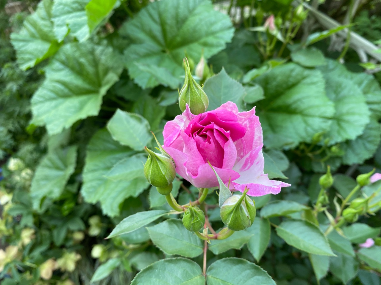 バラの季節の花へと移行する小庭 のばらのガーデニングブログ Hana And Rose Garden Powered By ライブドアブログ