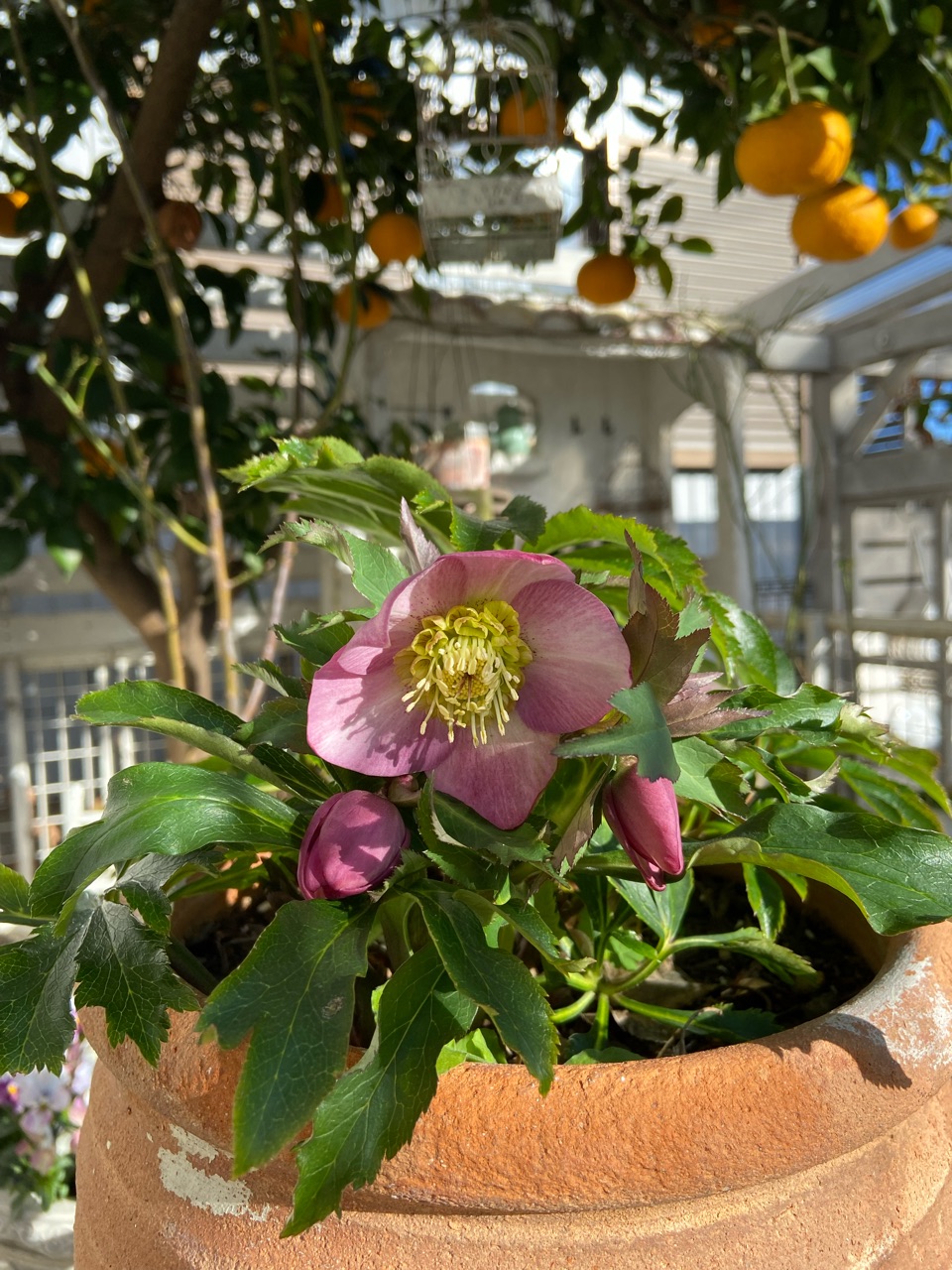 開花!クリスマスローズ|廃棄処分寸前の苗 : のばらの 開花!クリスマスローズ|廃棄処分寸前の苗 : のばらの