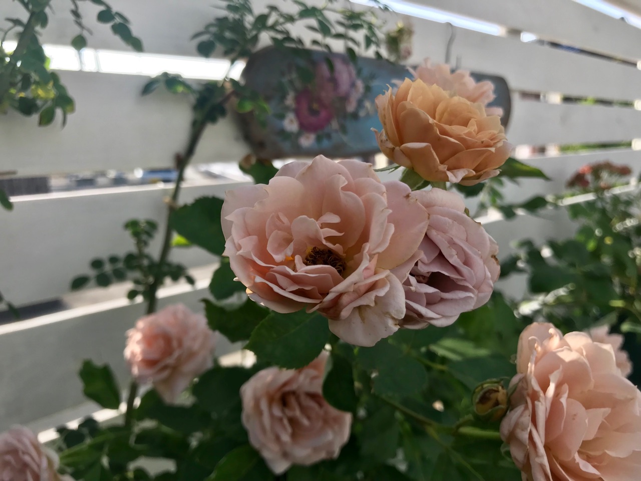 いおりの咲きっぷり パリスは丸く咲きました のばらのガーデニングブログ Hana And Rose Garden Powered By ライブドアブログ